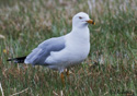 Larus delawarensis